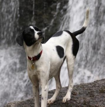 DogDog DogDog Sana 20kg