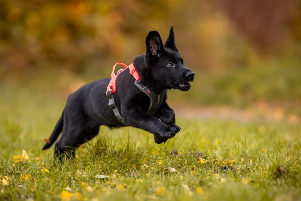 Non-Stop Ramble Harness, Orange/ Black