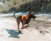 Non-Stop Ramble Harness, Orange/ Black, XS