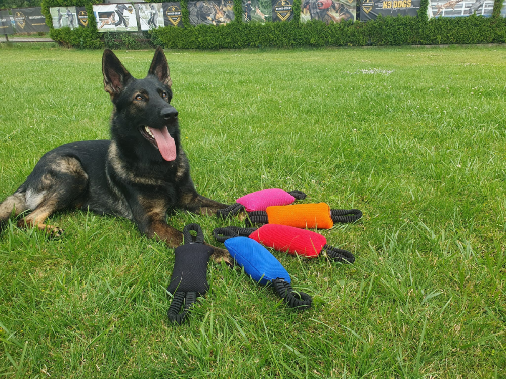 Dingo Gear Bungee Welpen Beisswurst mit zwei Handschlaufen blau