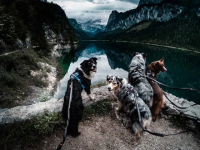 Non-Stop Touring bungee adjustable, 23mm, uni