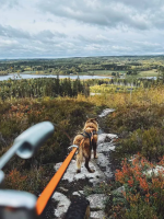 Non-Stop Bike Antenna, uni