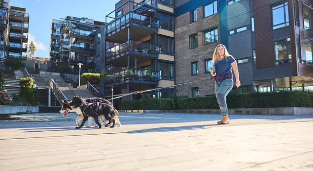 Non-Stop Trekking Belt purple, M