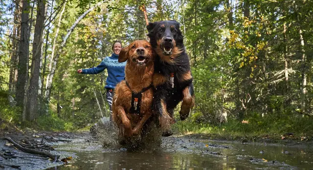 Non-Stop Freemotion Harness, 3