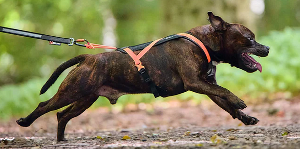 Non-Stop Rush Harness schwarz/orange, Gr. 4