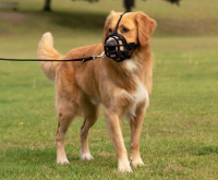 Baskerville Maulkorb Baskerville Ultra T6, schwarz, Rottweiler, Staff, Boxer