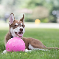 Jolly Pets Jolly Bounce-n play Ball , rot 20cm