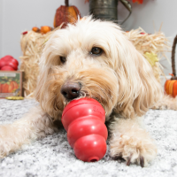 Kong KONG Classic M 8.8cm rot