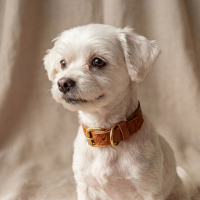 Doggy with Style Hundehalsband Leder mit Schnalle Floralis-schmal S Cognac