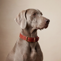Doggy with Style Hundehalsband Leder mit Schnalle Floralis-schmal M Rot