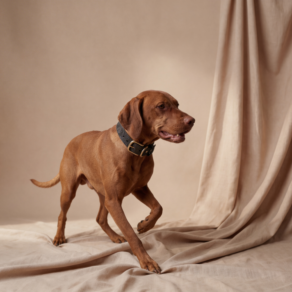 Doggy with Style Hundehalsband Leder mit Schnalle, Floralis-breit, Schwarz