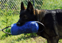 Dingo Gear Beisswurst BERTA blau