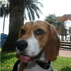 DogDog DogDog Juior 20kg